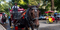 El Concejo Municipal de Nueva York decidirá el futuro de los carruajes de caballos