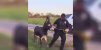 Un video muestra cómo agentes del sheriff persiguen a dos caballos y un burro que escaparon en Texas