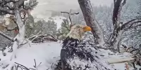 Revelan la causa de muerte de Jackie, el águila calva de Big Bear que se hizo viral