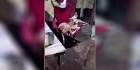 En México un perro se refugia del agua de las inundaciones en una silla plegable