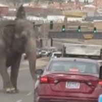 Escaped circus elephant runs loose through Montana streets