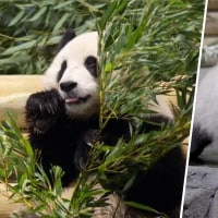 See the 2 giant pandas that just arrived in Washington from China
