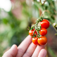 Jardinage - Cueillir une tomate cerise