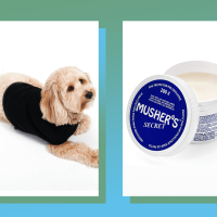 13 things every dog owner needs to survive winter (and have a happy pup)