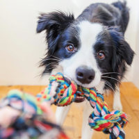 Black and white dog playing with a colorful chew pull-toy