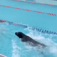 dressel holds a toy swimming as he is chased by his black lab swimming behind him in a swim lane