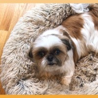 Writer Colleen Sullivans little dog, laying in a soft white vet-approved bed