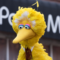 Image: Big Bird