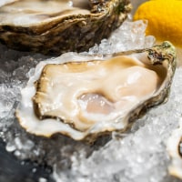 Close-up of oysters in plate on table.
