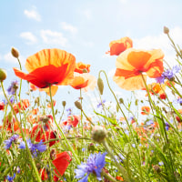 Close-Up of poppies and cornflowers on meadow against sunlight and blue sky.