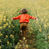 A joyful child with no inhibitions, runs through a field of ready-to-be harvested, rapeseed. The plants are taller than she is. She runs away from the camera, with her arms outstretched, touching the crops. Wide shot with space for copy.