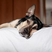 domestic dog resting on the bed in the room