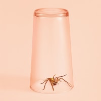 Still life image of a spider caught in a glass.
