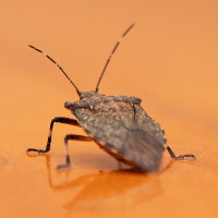 Stink bug at home