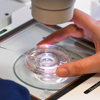 A technician prepare the fertilization of an egg cell under an electron microscope.