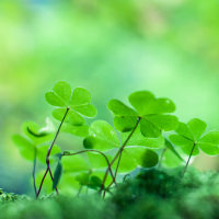 Irish Blessings