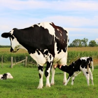 Holstein cow standing in the meadow with her twin newborn calves