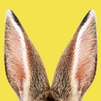 Bunny ears on yello