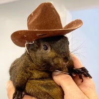 Peanut the Squirrel getting held in a cowboy hat.