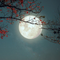 Full moon with flowers blossoming on a tree.