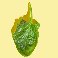 Spinach leaf  on  yellow background