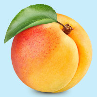 Fresh Apricot isolated on blue background