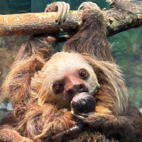 Sloth Birth