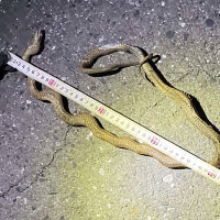 Snake halts train service in Japan