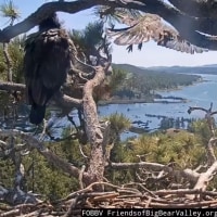 Sunny, the Big Bear eaglet, took its first flight on June 2.