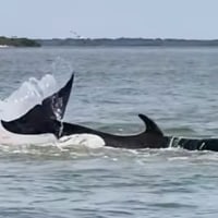 A whale in the ocean