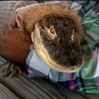 Wesley Silva holds his pet alligator during an interview. 