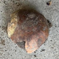 The Fayette County Coroner's Office said a 4,270-year-old human skull was found June 2, 2025, on the bank of the Whitewater River in Indiana.
