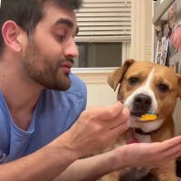 Viral TikTok with dog and owner taking SSRIs together normalizes anxiety