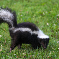 Skunk.
