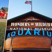A woman gave birth at
Johnny Morris’ Wonders of Wildlife National Museum & Aquarium in Springfield, Missouri, on Dec. 3.