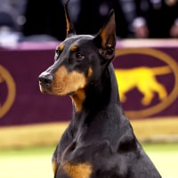150th Westminster Kennel Club Dog Show – Junior Showmanship, Group Judging (Sporting, Working, Terrier) + Best In Show