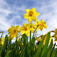 Spring Quotes