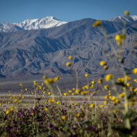 Superbloom in Death Valley