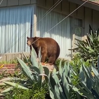 The mother bear that was euthanized after the California Department of Fish & Wildlife.