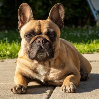 The French Bulldog is the American Kennel Club most popular dog breed in the country.