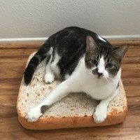 Sandwiches the cat and his urn.