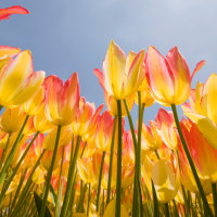 Spring Flowers - Vernal Equinox