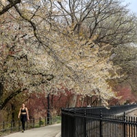 Image: People walk around the Jacqueline Kennedy Onassis Reservoir