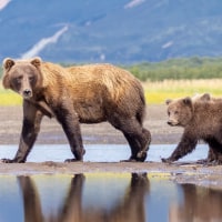 Image: Mother coastal brown bear with cubs in Alaska