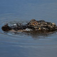 An alligator is seen in a pond
