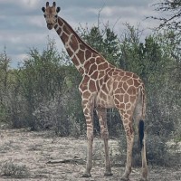 The Cedar Hollow Ranch is missing a Giraffe named "Gracie". She has rounded ears. Last seen on a game camera west of Leakey. The owner is offering a $5,000 reward for information leading to the capture and safe return of Gracie the Giraffe. Contact Vick Jones at 830-279-5822 or contact the Real County Sheriff's Office at 830-232-5201.