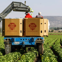 Workers pack lettuces at a Taylor Farms field in the town of Doctor Mora, on the central state of Guanajuato, Mexico, on March 26, 2008. 