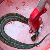 A cottonmouth snake found in the helmet of a Maumelle high school football player.
