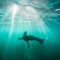 A sea lion swims over the sea.