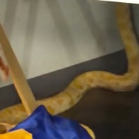 An escaped python snake at Forest Middle School in Virginia.